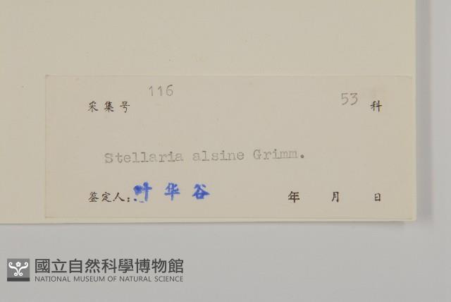 雀舌草藏品圖，第3張