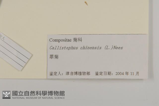 翠菊藏品圖，第3張