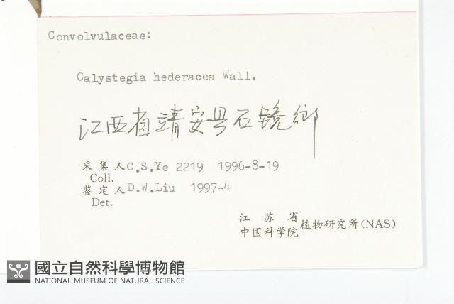 打碗花藏品圖，第3張