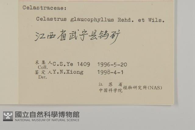 灰葉南蛇藤藏品圖，第3張