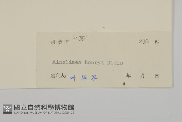 長穗兔兒風藏品圖，第3張