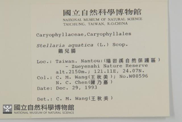 Chickweed Collection Image, Figure 2, Total 2 Figures