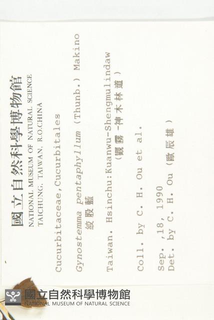 絞股藍藏品圖，第2張