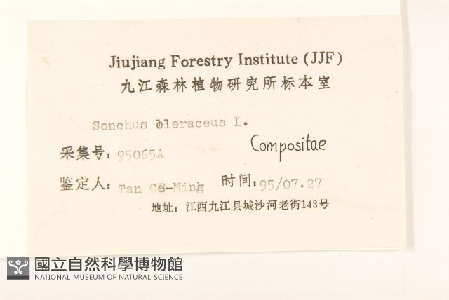 苦滇菜、苦菜藏品圖，第3張