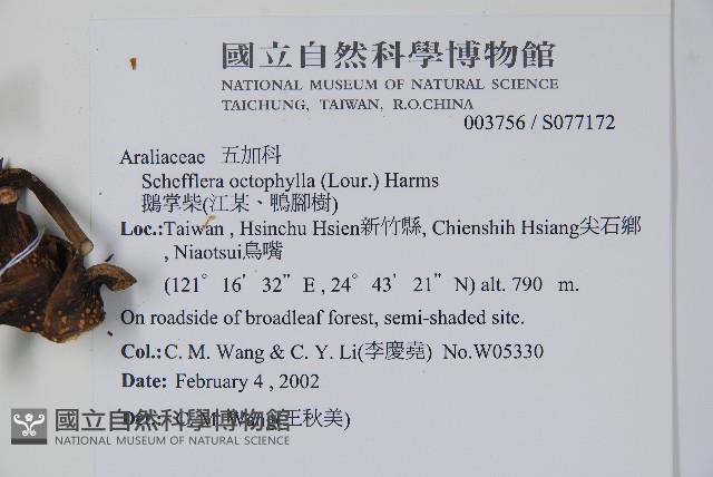 鵝掌柴、江某、鴨腳樹藏品圖，第2張