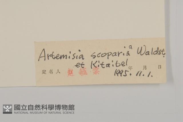 黃蒿藏品圖，第3張