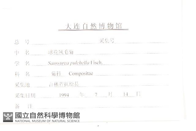 球花鳳毛菊藏品圖，第3張