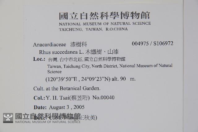 木蠟樹、山漆藏品圖，第2張