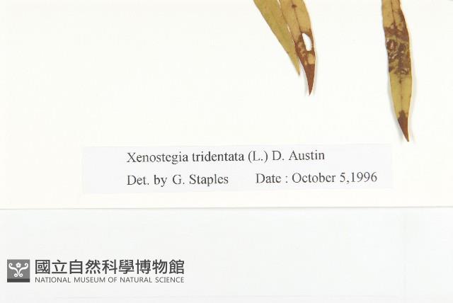 戟葉菜欒藤藏品圖，第3張