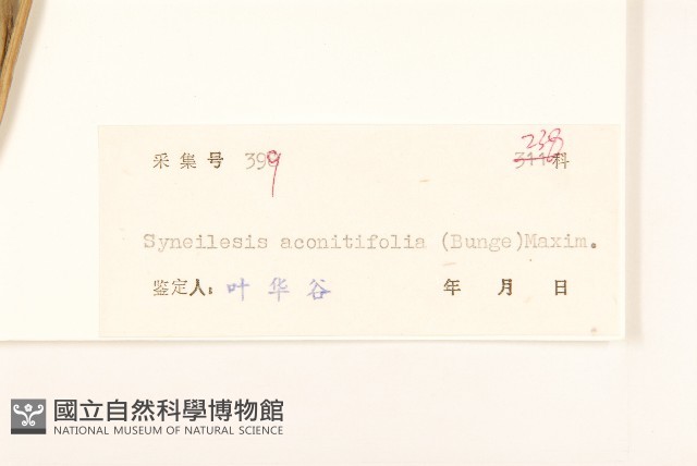 兔兒傘藏品圖，第3張