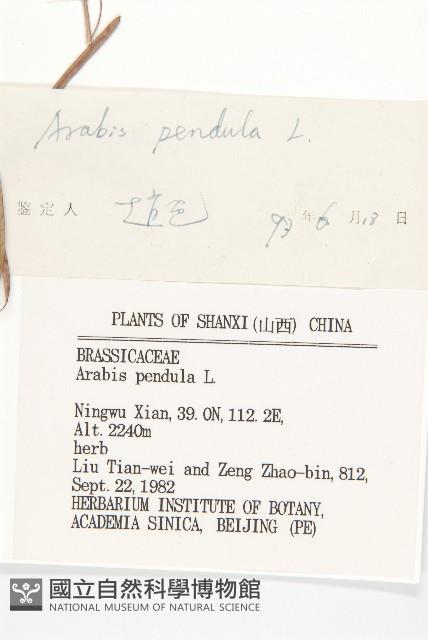 垂果南芥菜藏品圖，第3張