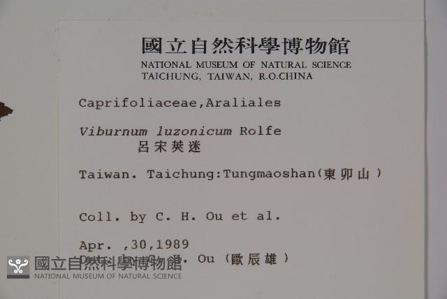 呂宋莢迷藏品圖，第2張