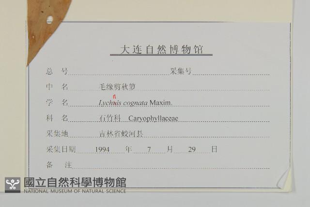 淺裂剪秋蘿藏品圖，第3張