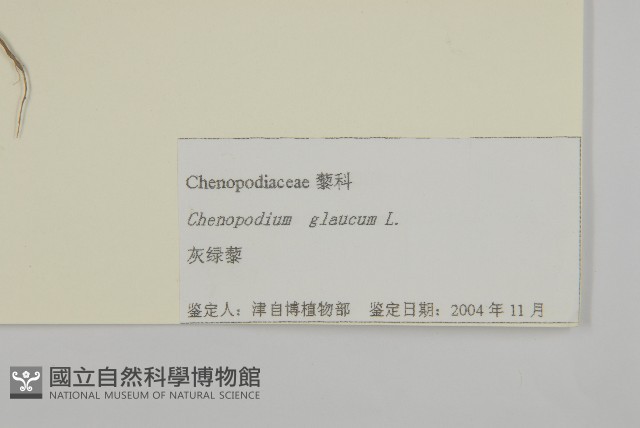 灰綠藜藏品圖，第3張