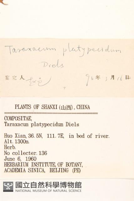 白緣蒲公英藏品圖，第3張