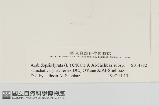 玉山筷子芥藏品圖，第3張