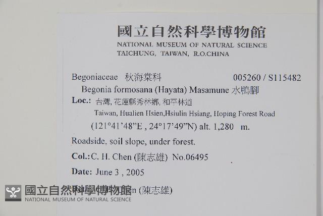 水鴨腳藏品圖，第2張