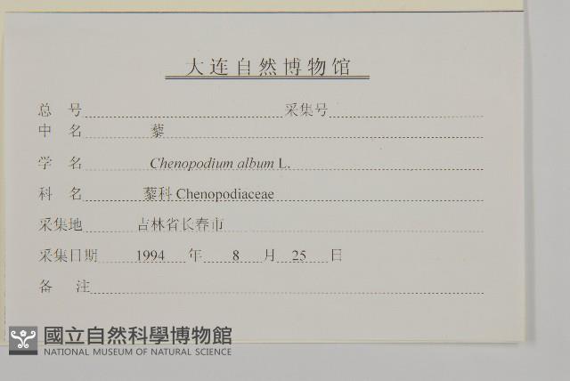藜、灰藜藏品圖，第3張