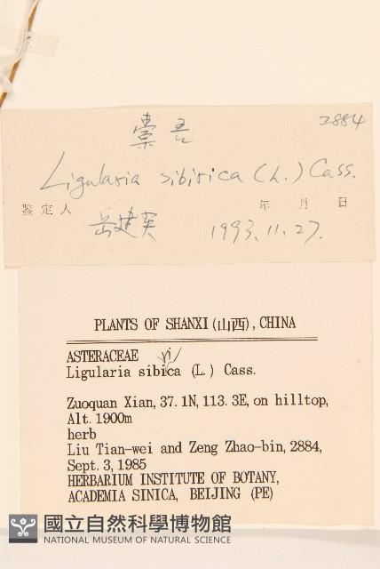 狹苞橐吾藏品圖，第3張