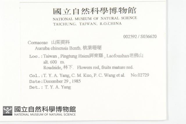 桃葉珊瑚藏品圖，第2張