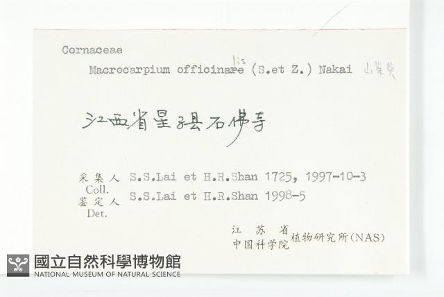 山茱萸藏品圖，第3張