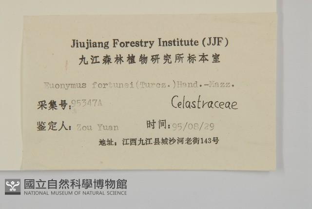 扶芳藤藏品圖，第3張