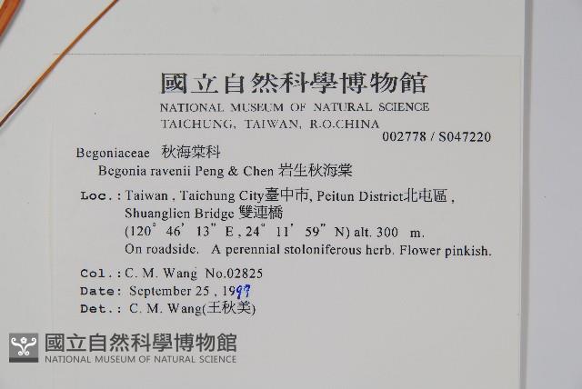 岩生秋海棠藏品圖，第2張