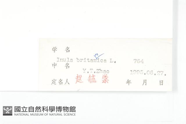 歐亞旋覆花藏品圖，第3張