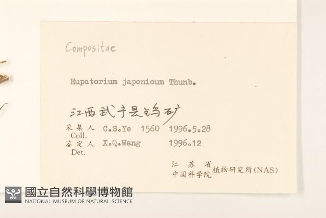 佩蘭、澤蘭藏品圖，第3張