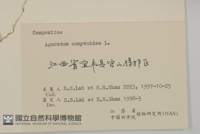 霍香薊藏品圖，第3張