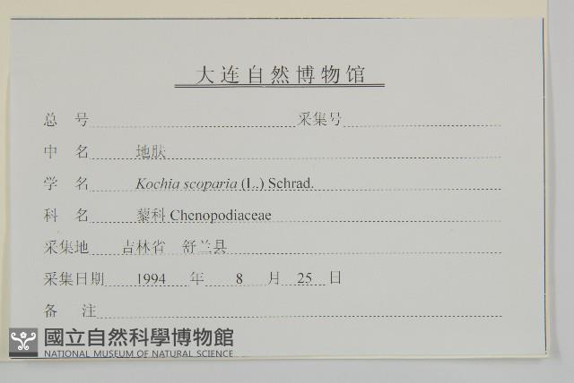 地膚、掃手草藏品圖，第3張