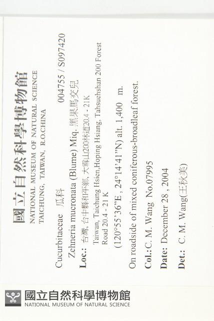 黑果馬交兒藏品圖，第2張