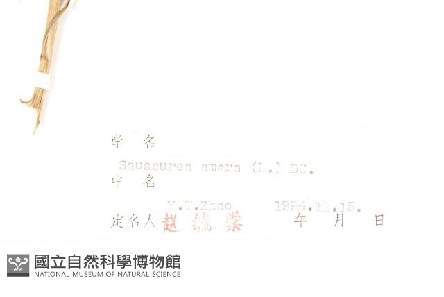 草地風毛菊藏品圖，第3張