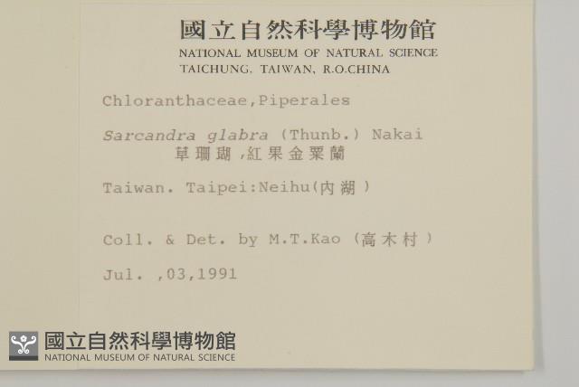 草珊瑚、紅果金粟蘭藏品圖，第2張