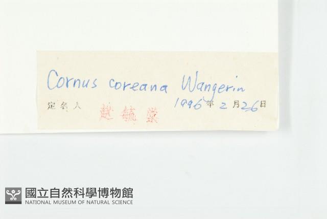 朝鮮山茱萸藏品圖，第3張