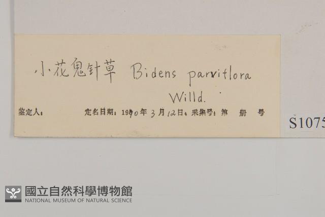 小花鬼針草藏品圖，第3張