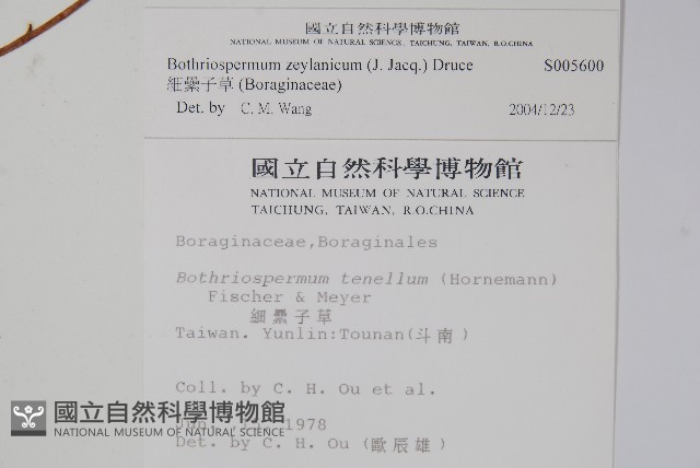 細纍子草藏品圖，第2張