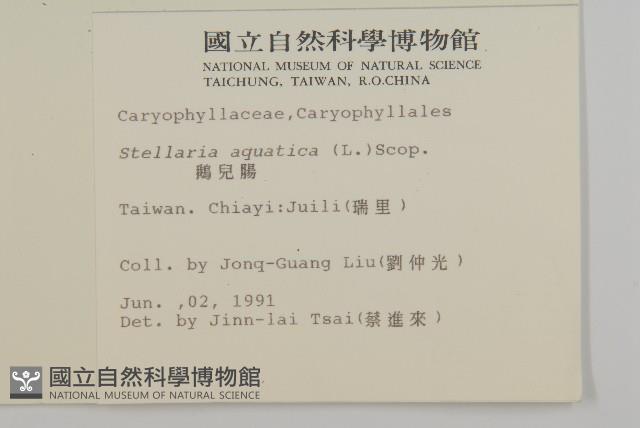 鵝兒腸藏品圖，第2張