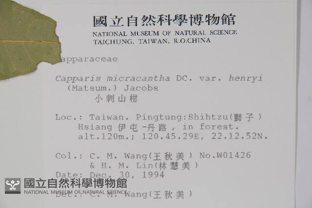 小刺山柑藏品圖，第2張