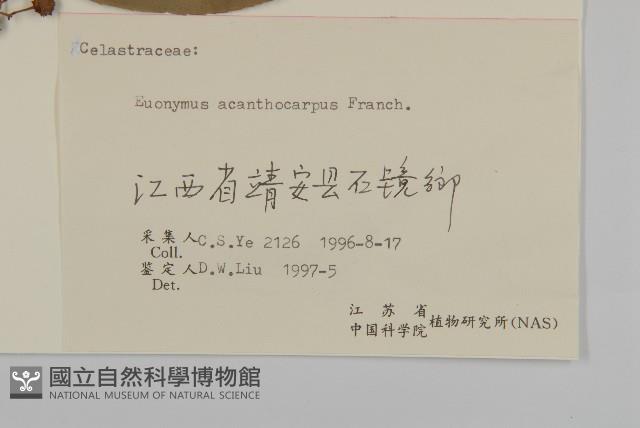 刺果衛矛藏品圖，第3張