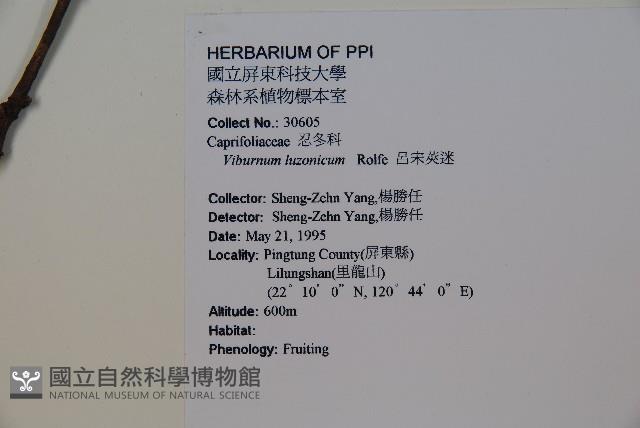 呂宋莢迷藏品圖，第2張