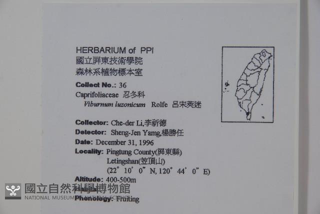 呂宋莢迷藏品圖，第2張