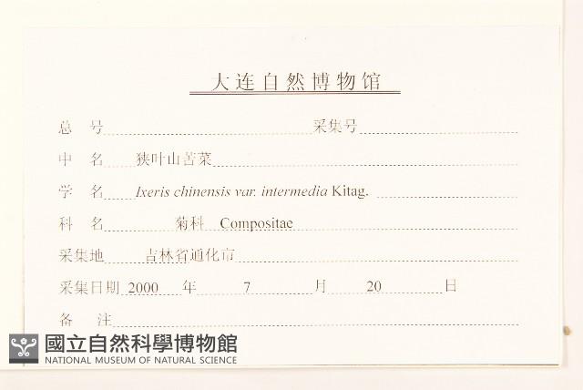 狹葉山苦菜藏品圖，第3張