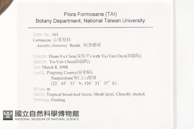 桃葉珊瑚藏品圖，第2張