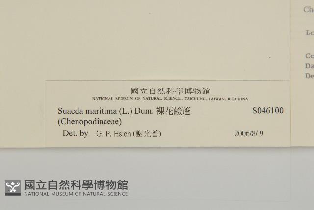 裸花鹼蓬藏品圖，第3張