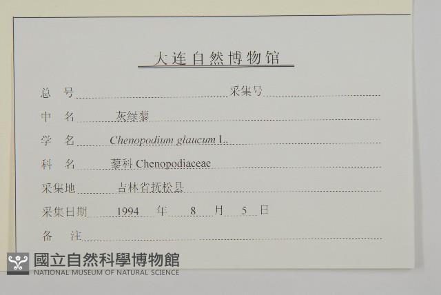 灰綠藜藏品圖，第3張