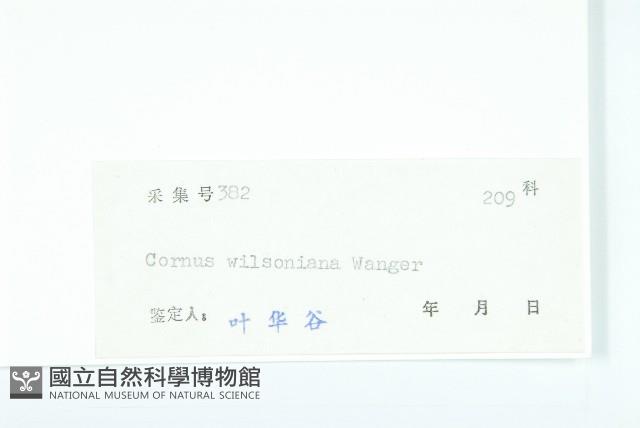 光皮樹藏品圖，第3張