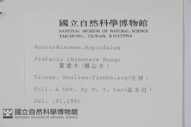 黃連木、爛心木藏品圖，第2張