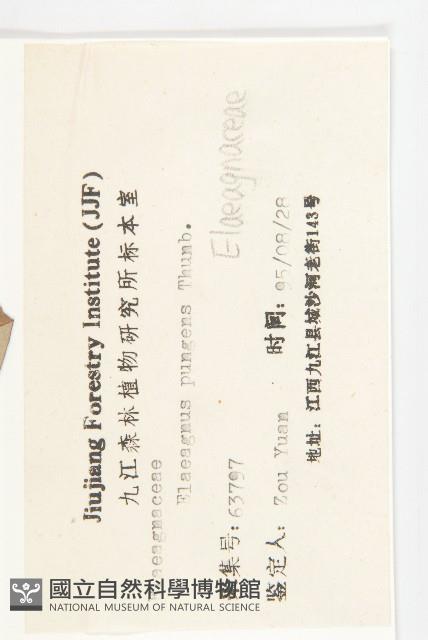 胡頹子藏品圖，第3張