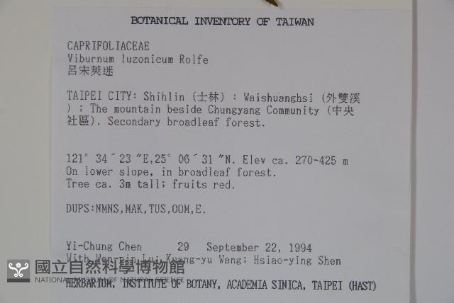 呂宋莢迷藏品圖，第2張